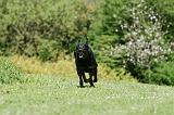 BEAUCERON 859